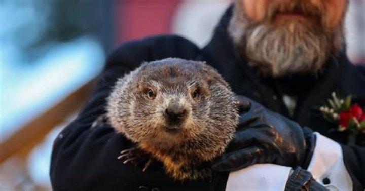 Did Groundhog See Shadow In 2022? Punxsutawney Phil Makes Prediction – Hollywood Life