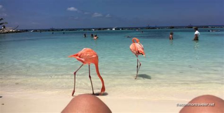 Heather Graham, 51, Rocks Black Bikini While Relaxing On A Pink Flamingo Float In Greece